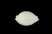 藏品(疙瘩寶螺)的圖片